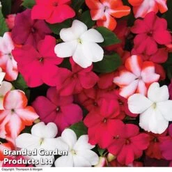 Nurseryman’s Choice Summer Favourites -Plant Seed Store BrandedGP Copyright Image red impa