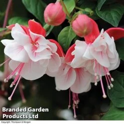 Fuchsia 'Swingtime' 5 Fuchsia 'Swingtime' -Plant Seed Store BrandedGP Copyright Image swingtime3