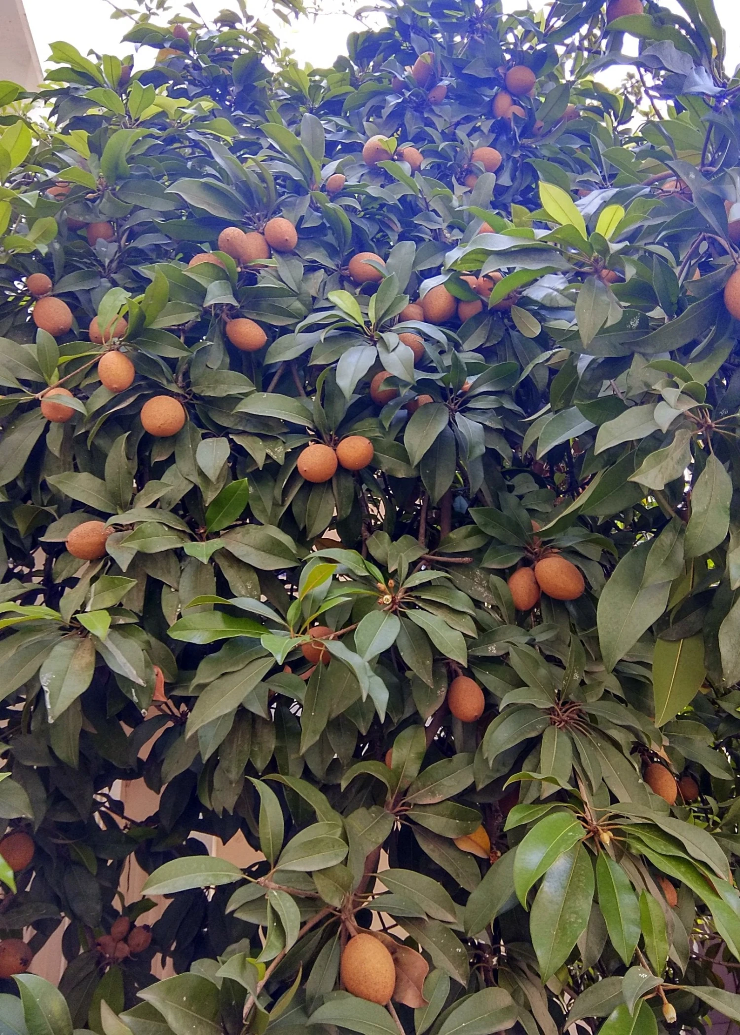 Mamey Sapote 'Magana' (Pouteria Sapota) 1 Mamey Sapote 'Magana' (Pouteria Sapota)