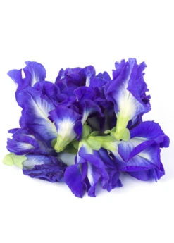 Butterfly Pea (Clitoria Ternatea) -Plant Seed Store ButterflyPea Clitoriaternatea sowexotic 1