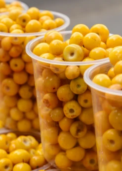 Nance (Byrsonima Crassifolia) -Plant Seed Store Byrsonima crassifolia nance fruit