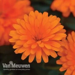 Calendula 'Power Daisy' Collection -Plant Seed Store CALE VKA1013 C
