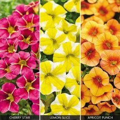 Calibrachoa 'Fruities Collection'