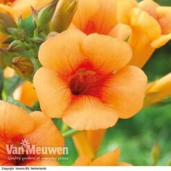 Campsis X Tagliabuana 'Indian Summer' -Plant Seed Store CAMP V63780 F