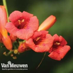 Campsis X Tagliabuana 'Madame Galen' -Plant Seed Store CAMP v59247VM C