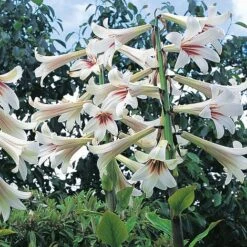 Cardiocrinum Giganteum