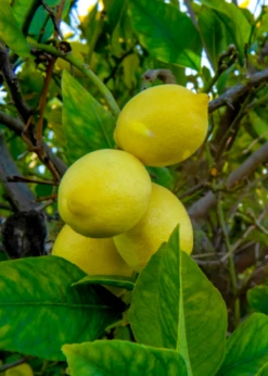 Harvey Lemon (Citrus × Pyriformis)
