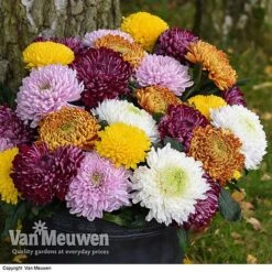 Chrysanthemum 'Incurved Mixed' -Plant Seed Store CHRY 72960 B