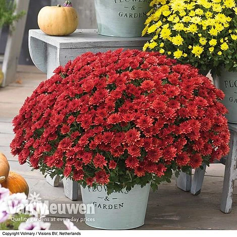 Chrysanthemum 'Hardy Patio Improved' 2 Chrysanthemum 'Hardy Patio Improved' - Image 2