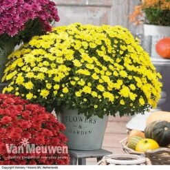Chrysanthemum 'Hardy Patio Improved' 7 Chrysanthemum 'Hardy Patio Improved' -Plant Seed Store CHRY V17671 C