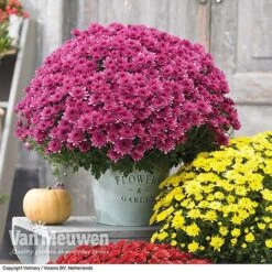 Chrysanthemum 'Hardy Patio Improved' 8 Chrysanthemum 'Hardy Patio Improved' -Plant Seed Store CHRY V17671 D