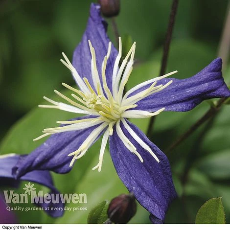 Clematis X Aromatica 1 Clematis X Aromatica