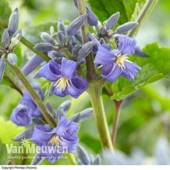 Clematis 'New Love' 10 Clematis 'New Love' -Plant Seed Store CLEM V56881 A1