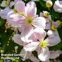 Clematis Montana 'Mayleen' -Plant Seed Store CLEM MAYLEEN L39277