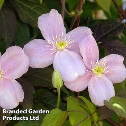 Clematis Montana 'Mayleen' -Plant Seed Store CLEM MAYLEEN L39278