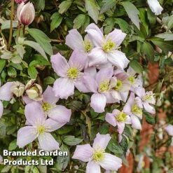 Clematis Montana 'Mayleen' -Plant Seed Store CLEM MAYLEEN L39280