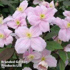 Clematis Montana 'Mayleen' -Plant Seed Store CLEM MAYLEEN S23286