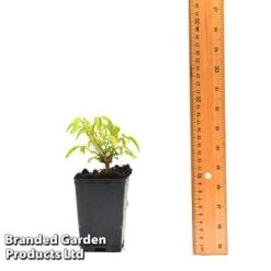 Clematis Napaulensis 7 Clematis Napaulensis -Plant Seed Store CLEM NAPAUL7CM T44183