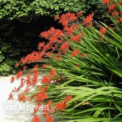Crocosmia 'Lucifer' -Plant Seed Store CROC V59582 C