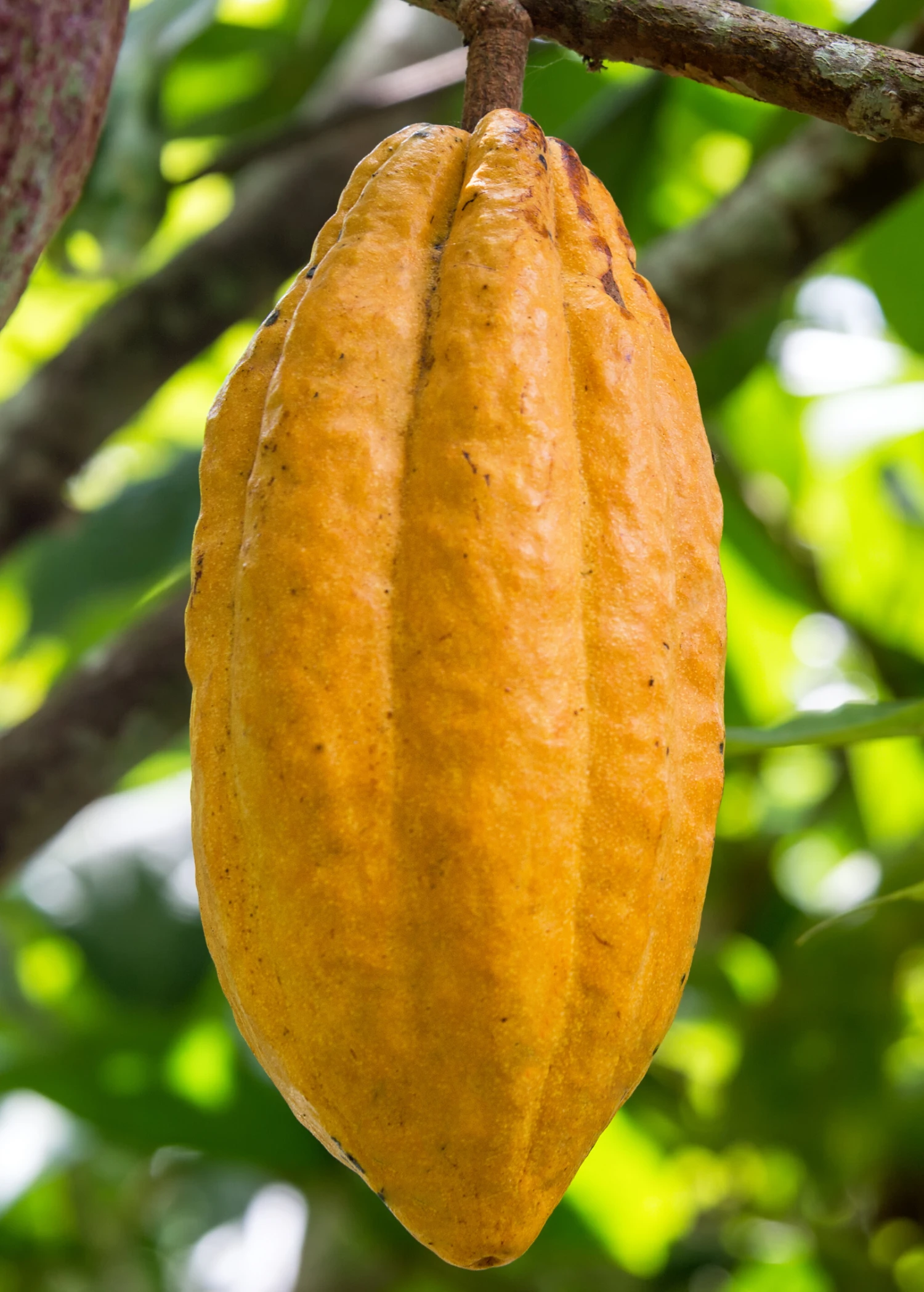 Cacao, Yellow (Theobroma Cacao) - Image 3