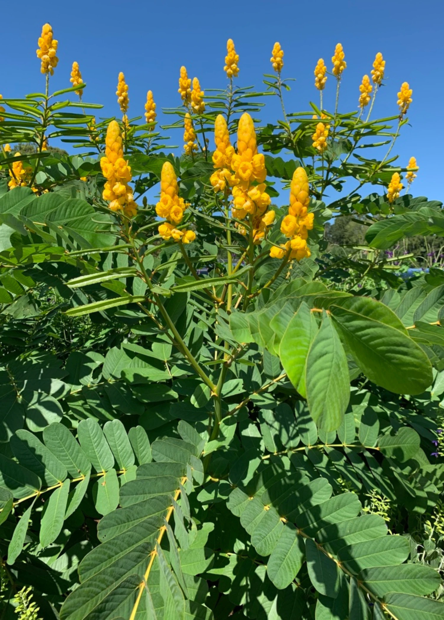 Candle Bush, King Of The Jungle (Senna Alata, Cassia Alata) 1 Candle Bush, King Of The Jungle (Senna Alata, Cassia Alata)