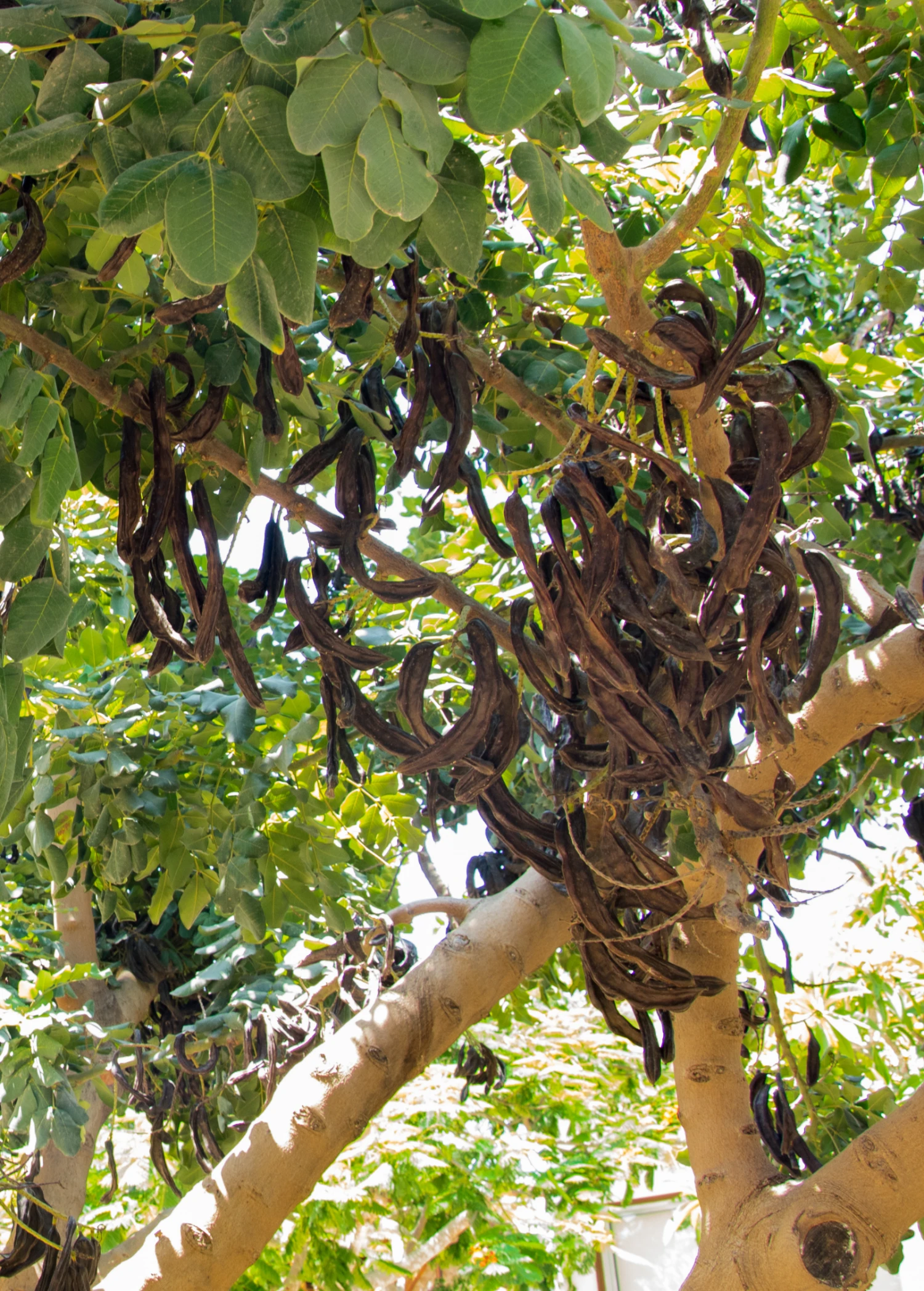 Carob (Ceratonia Siliqua) 1 Carob (Ceratonia Siliqua)