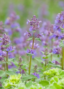 Catnip (Nepeta Cataria) -Plant Seed Store CatnipPlantsforSale SowExotic.com 3