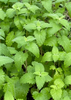 Catnip (Nepeta Cataria) -Plant Seed Store Catnip Nepetacataria
