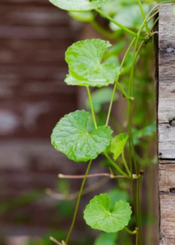 Plant Seed Store -Plant Seed Store Centella asiatica gotu kola herb closeup portrait