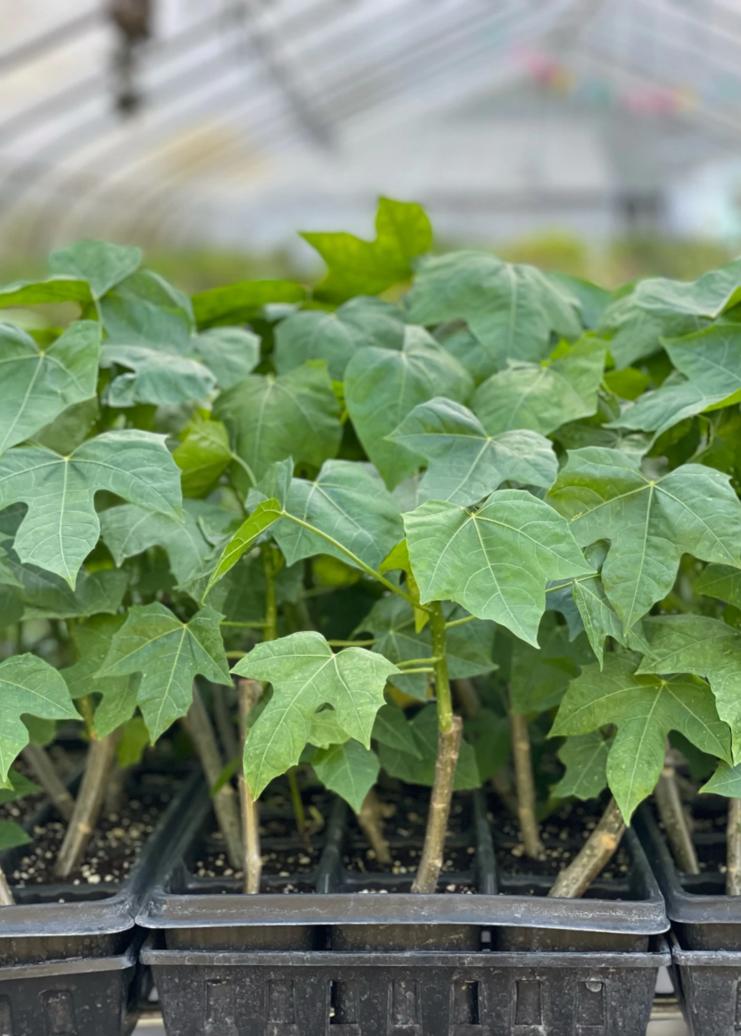 Chaya, Mexican Tree Spinach (Cnidoscolus Aconitifolius) 1 Chaya, Mexican Tree Spinach (Cnidoscolus Aconitifolius)