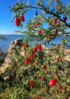 Christmasberry (Lycium Carolinianum) 13 Christmasberry (Lycium Carolinianum) -Plant Seed Store Christmasberry Lyciumcarolinianum liveplantsforsale SowExotic.com 1