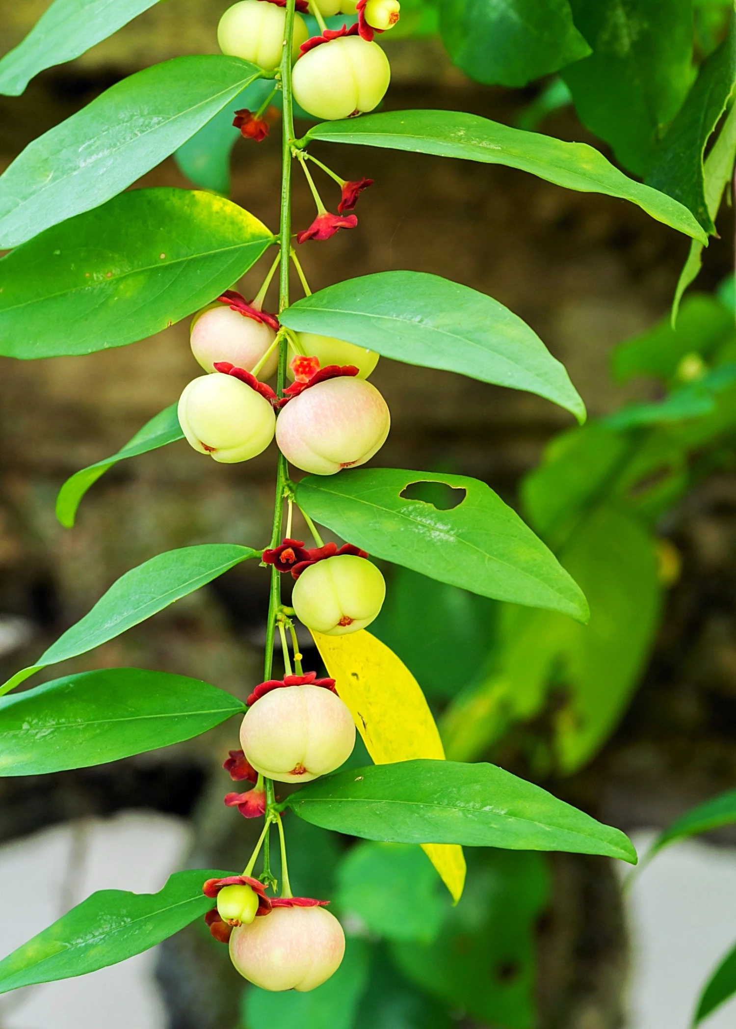 Katuk (Sauropus Androgynus) - Image 5