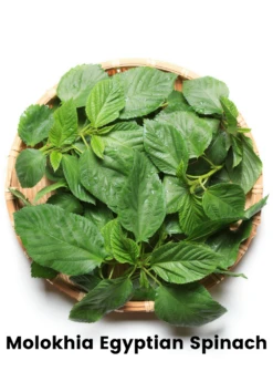 Summer Greens Bundle: Malabar Spinach, Molokhia, Longevity Spinach & Lagos Spinach 7 Summer Greens Bundle: Malabar Spinach, Molokhia, Longevity Spinach & Lagos Spinach -Plant Seed Store CopyofBananaBundleforSale SowExotic.com 13