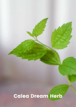 Sleepy Herb Bundle: Valerian Root, African Dream Root & Calea Dream Root -Plant Seed Store CopyofBananaBundleforSale SowExotic.com 9