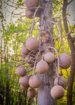 Cannonball Tree (Couroupita Guianensis) 11 Cannonball Tree (Couroupita Guianensis) -Plant Seed Store CouroupitaguianensisCannonballFruitTreeForSale SowExotic.com