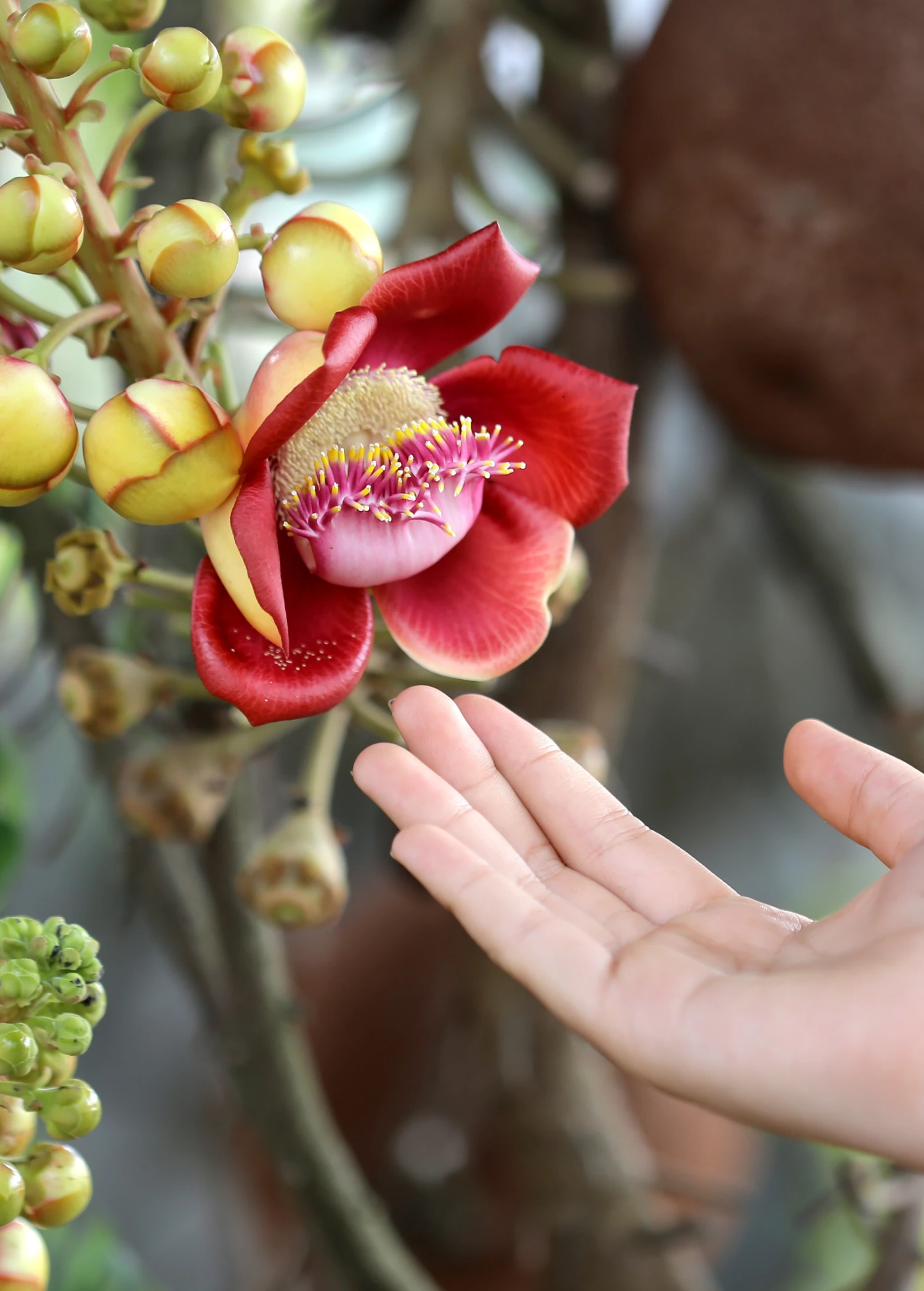 Cannonball Tree (Couroupita Guianensis) 2 Cannonball Tree (Couroupita Guianensis) - Image 2