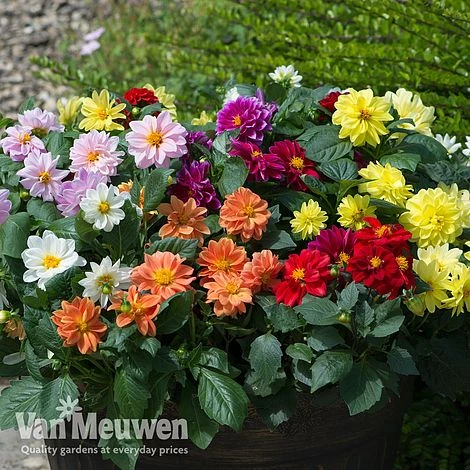 Dahlia 'Figaro Mix' 2 Dahlia 'Figaro Mix' - Image 2