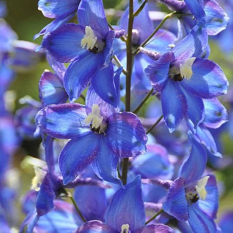 Delphinium 'Blue Bird' (Pacific Hybrid) 1 Delphinium 'Blue Bird' (Pacific Hybrid)