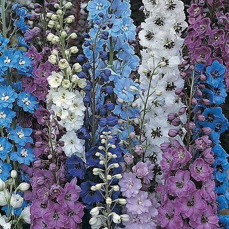 Delphinium 'Pacific Giants Mixed' 1 Delphinium 'Pacific Giants Mixed'