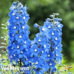 Delphinium 'Summer Skies' (Pacific Hybrid) 5 Delphinium 'Summer Skies' (Pacific Hybrid) -Plant Seed Store DELP v65292 C