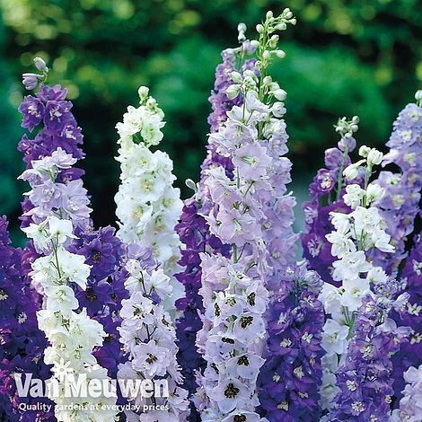 Delphinium Mixed 1 Delphinium Mixed