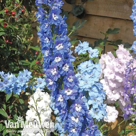 Delphinium Mixed 2 Delphinium Mixed - Image 2