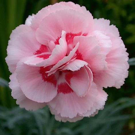 Dianthus 'Doris' 1 Dianthus 'Doris'