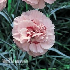 Dianthus 'Cottage Garden Collection' 9 Dianthus 'Cottage Garden Collection' -Plant Seed Store DIAN V82918 D