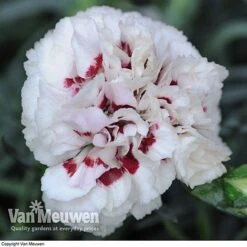 Dianthus 'Cottage Garden Collection' 10 Dianthus 'Cottage Garden Collection' -Plant Seed Store DIAN V82918 E
