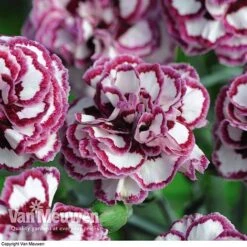 Dianthus 'Cottage Garden Collection' 11 Dianthus 'Cottage Garden Collection' -Plant Seed Store DIAN V82918 F