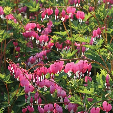 Dicentra Spectablis (Large Plant) 1 Dicentra Spectablis (Large Plant)