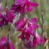 Dierama 'Blackberry Bells'