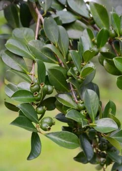 Guava, Strawberry (Psidium Cattleianum) -Plant Seed Store DSC 3247