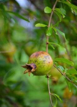 Pomegranate 'Vietnamese Pink' (Punica Granatum) -Plant Seed Store DSC 3267